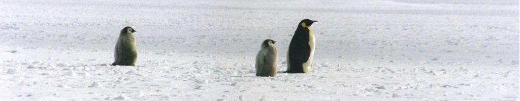 Emperor_penguin_2_chicks_and_a_parent